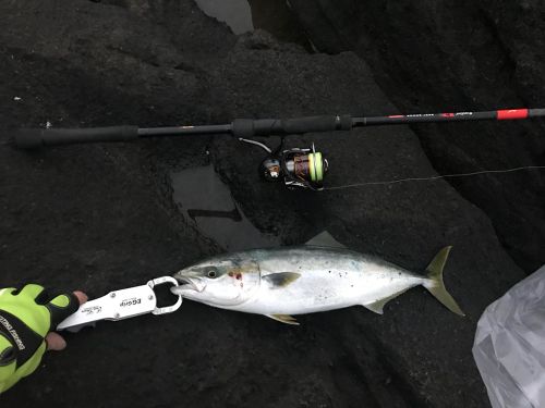 イナダの釣果