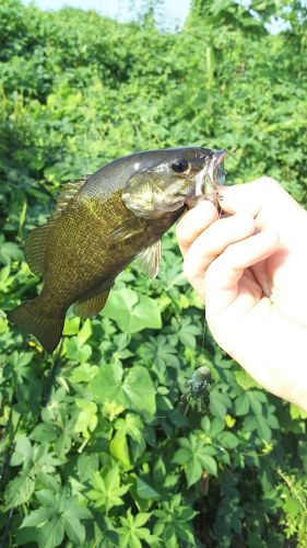 スモールマウスバスの釣果