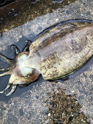 モンゴウイカの釣果