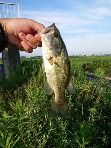 ラージマウスバスの釣果