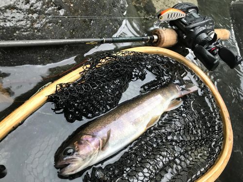 イワナの釣果