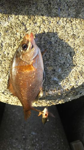 ウミタナゴの釣果