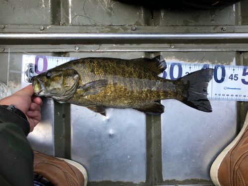 スモールマウスバスの釣果