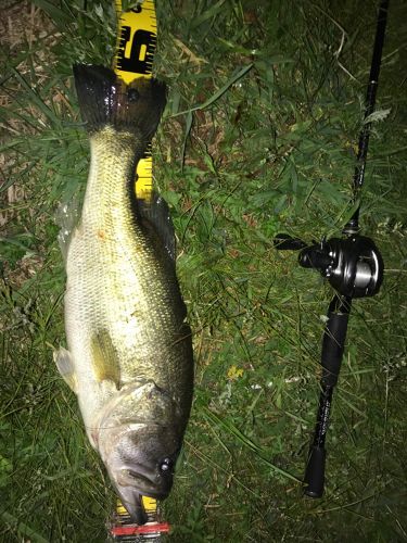 ブラックバスの釣果