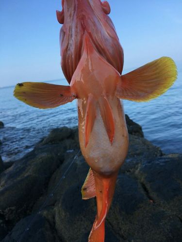 アカハタの釣果