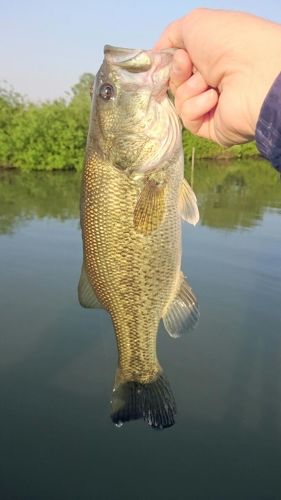 ラージマウスバスの釣果