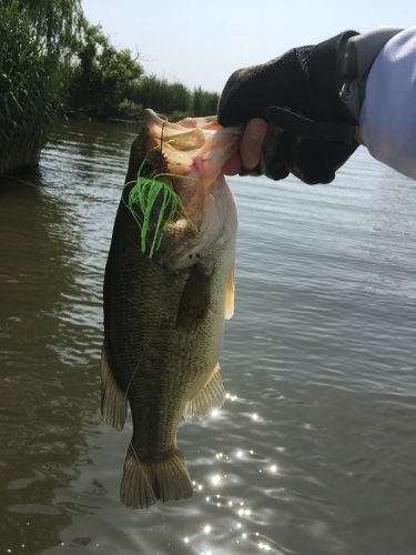 ブラックバスの釣果