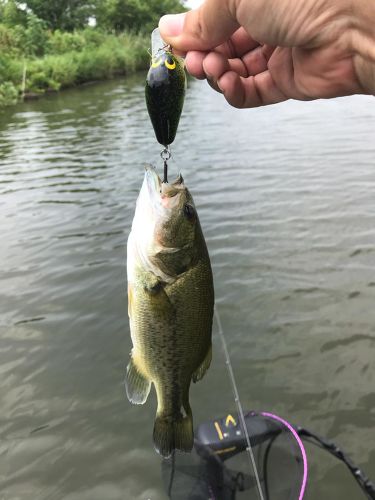 ブラックバスの釣果