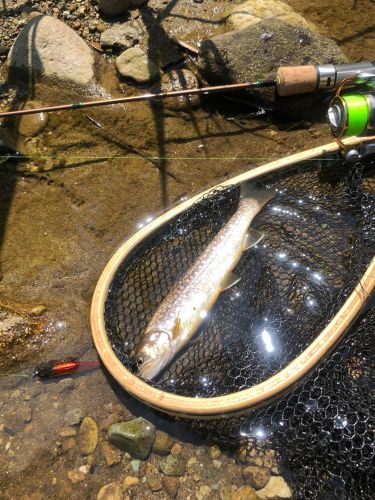 イワナの釣果