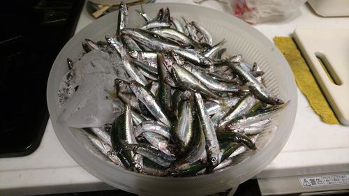 カタクチイワシの釣果