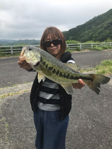 ブラックバスの釣果