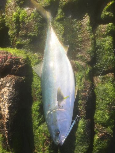 ブリの釣果