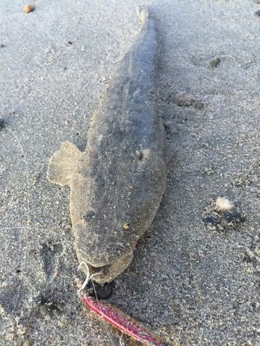 マゴチの釣果