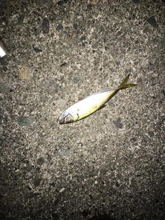 クロメバルの釣果