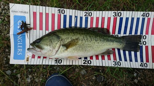 ブラックバスの釣果