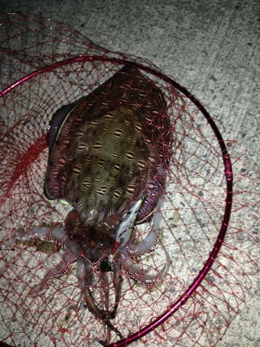 カミナリイカの釣果