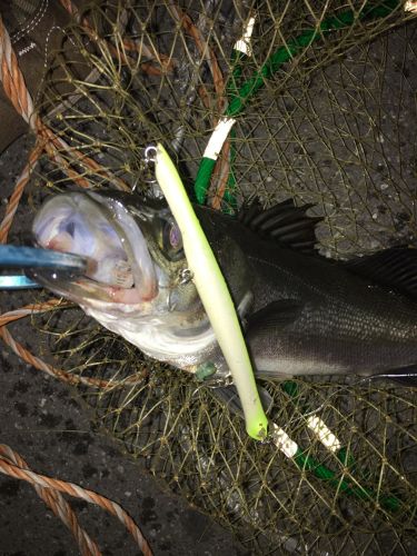 フッコ（マルスズキ）の釣果