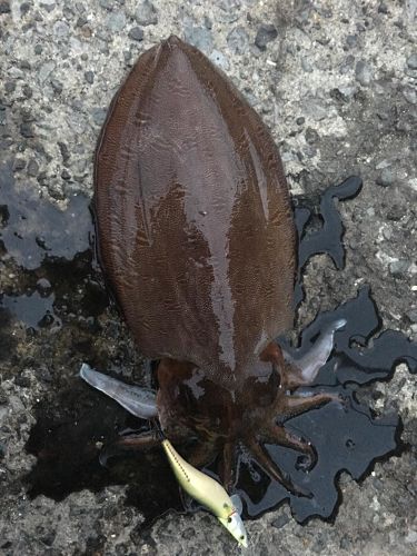 モンゴウイカの釣果