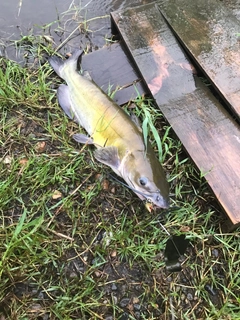 アメリカナマズの釣果