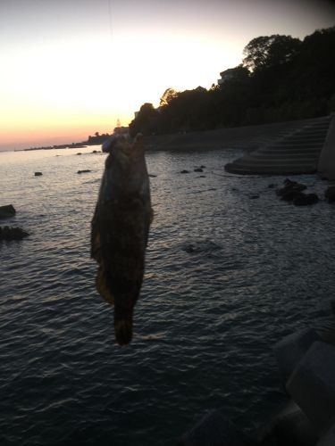 タケノコメバルの釣果