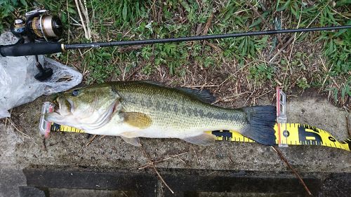 ブラックバスの釣果