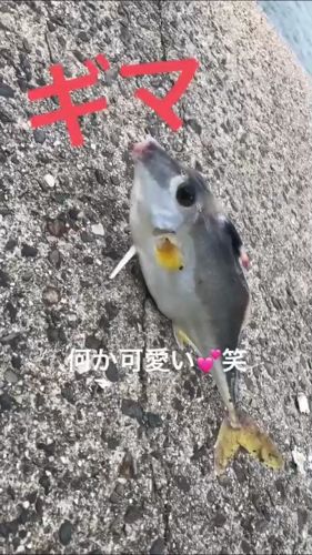 ギマの釣果