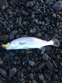ニベの釣果