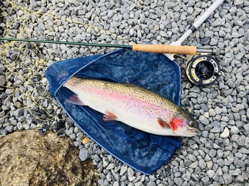 ヤシオマスの釣果