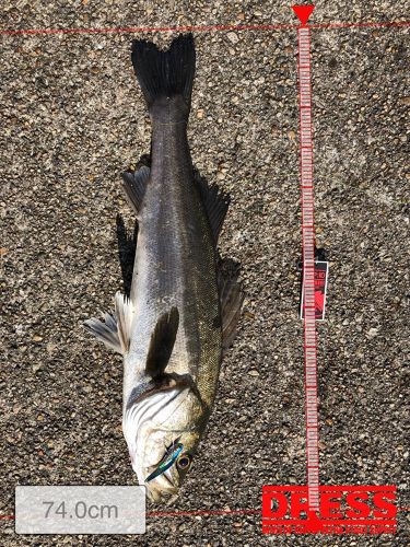 シーバスの釣果