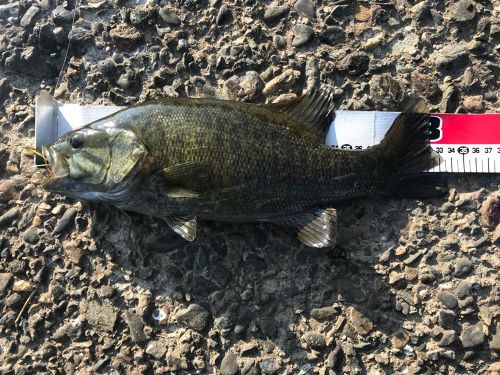 スモールマウスバスの釣果