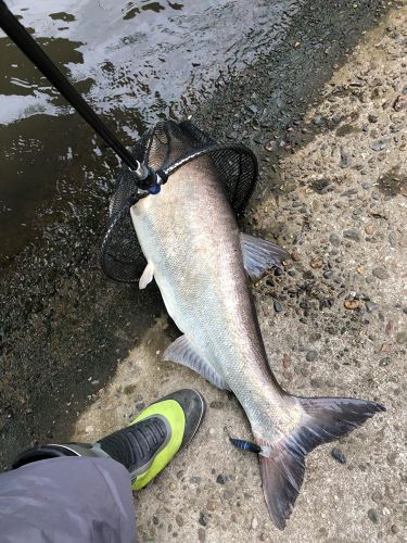 レンギョの釣果