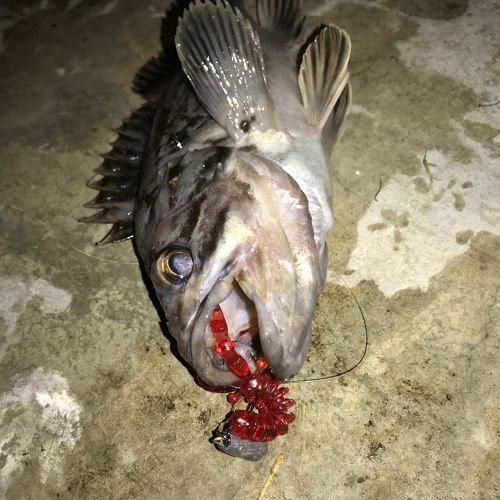 クロソイの釣果