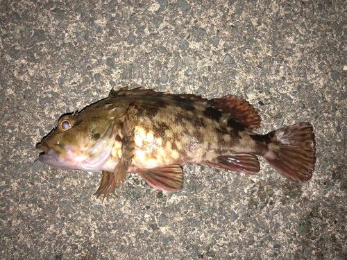 カサゴの釣果