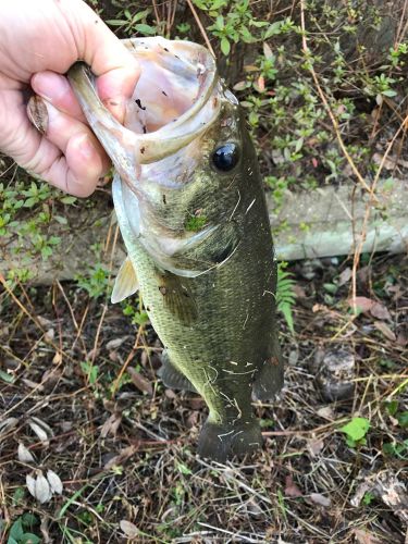 ラージマウスバスの釣果