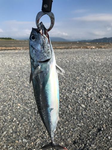 マルソウダの釣果