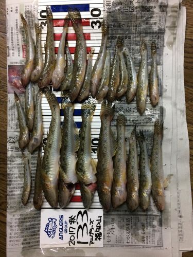 ハゼの釣果