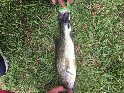 ブラックバスの釣果