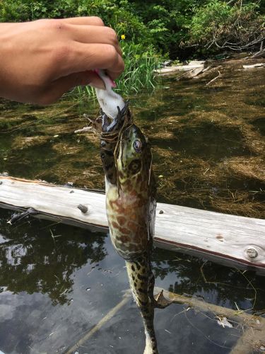 釣果