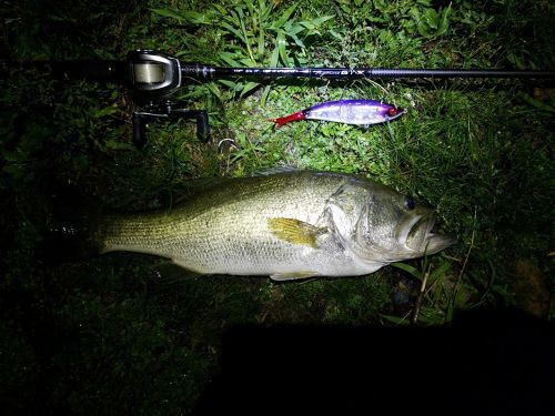 ブラックバスの釣果