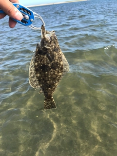 ヒラメの釣果