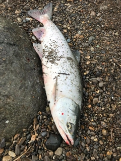 カラフトマスの釣果