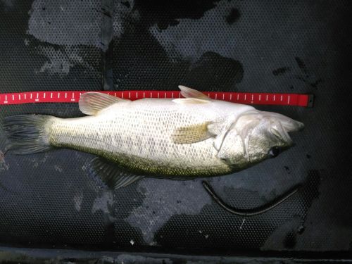 ブラックバスの釣果