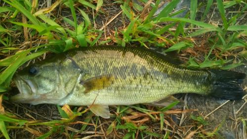 ブラックバスの釣果