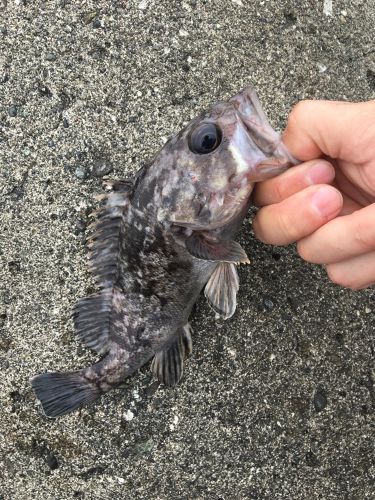 クロソイの釣果