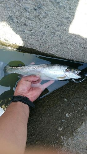 ニジマスの釣果