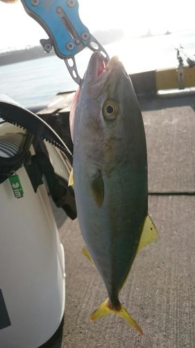 イナダの釣果