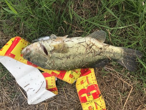 ブラックバスの釣果