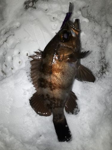 クロメバルの釣果