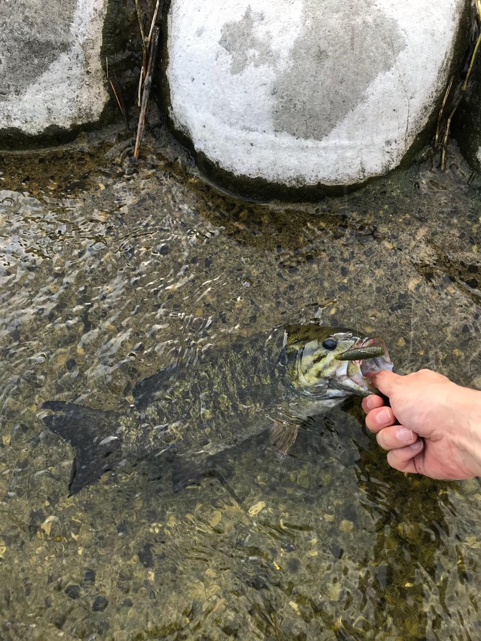 スモールマウスバス