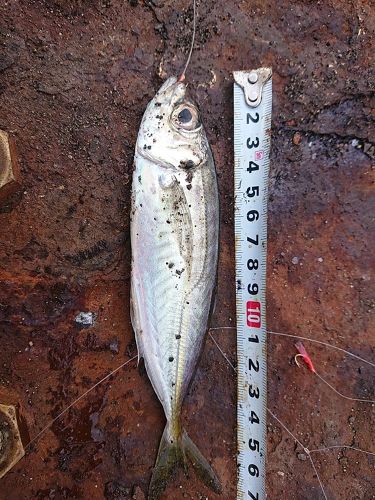 マアジの釣果